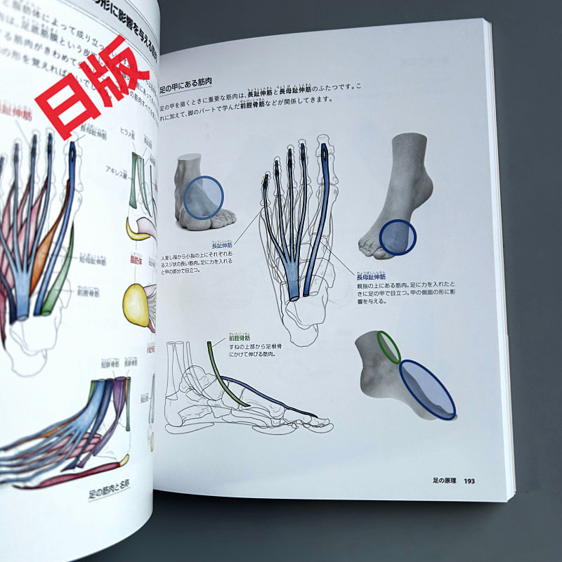 İnsan Vücudu Çizimi Temelleri: - Japanese Manga Drawing Tutorial Book incelemesi ve fiyatı